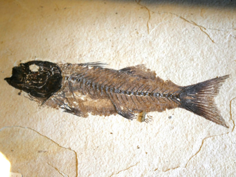 Fish fossil from collection of Savigneen Museum
