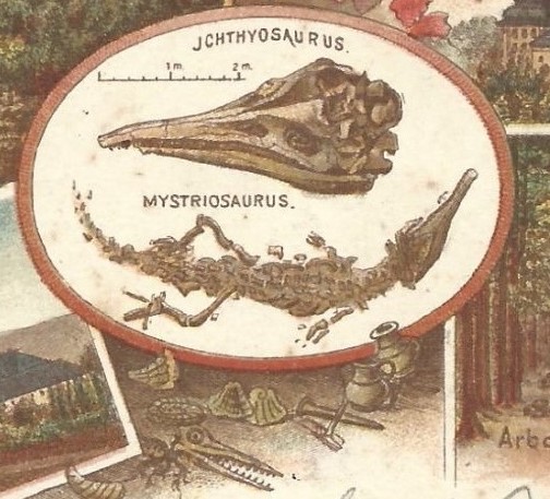All three major fossils from fossil collection of Banz Monastery, depicted on a landscape postcard from the 
        second half of XIX century