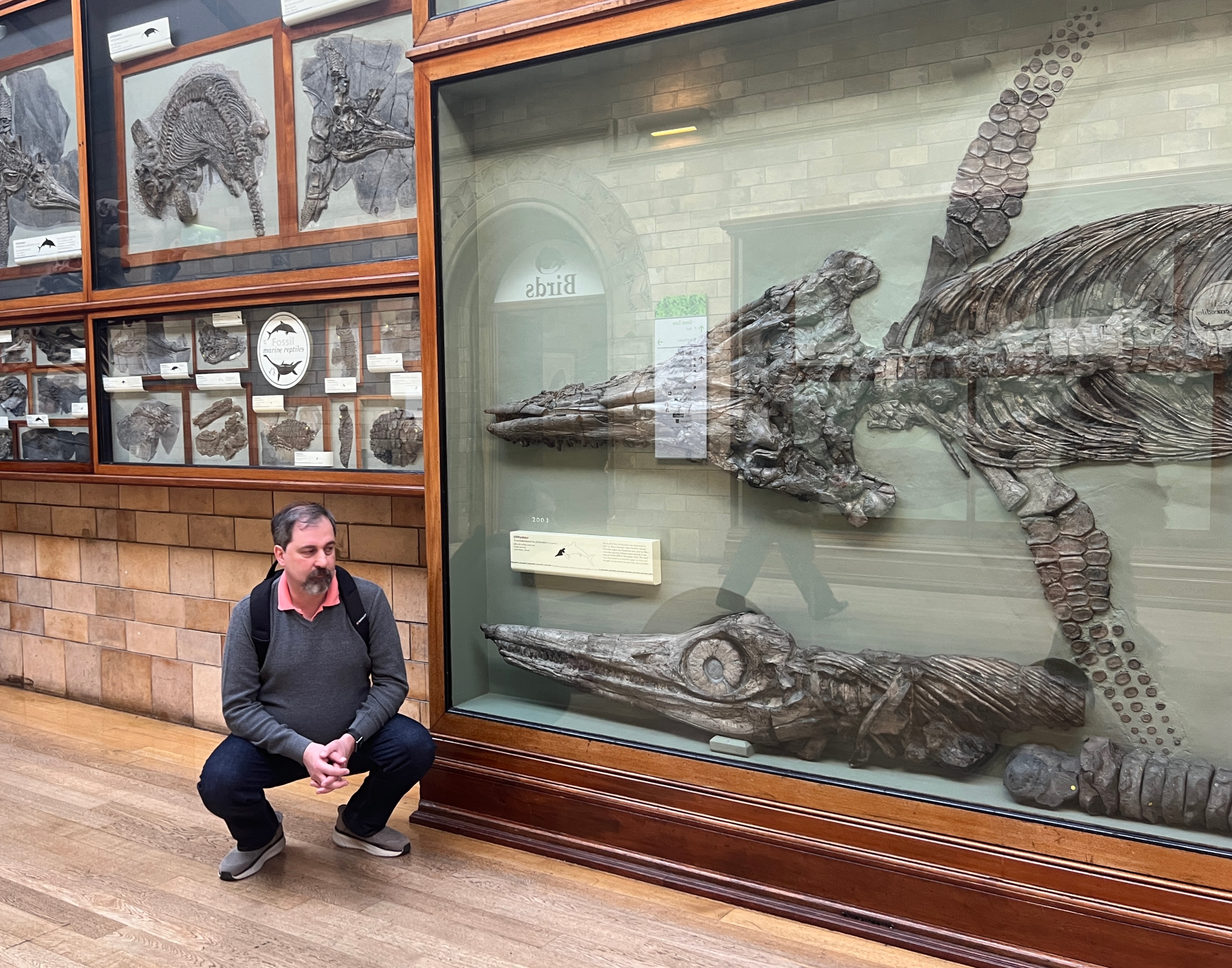 The very first skeleton of Ichthyosaur discovered by Mary and Joseph Manning in 1811