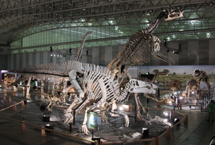 Skeleton of Shantungosaurus dinosaur