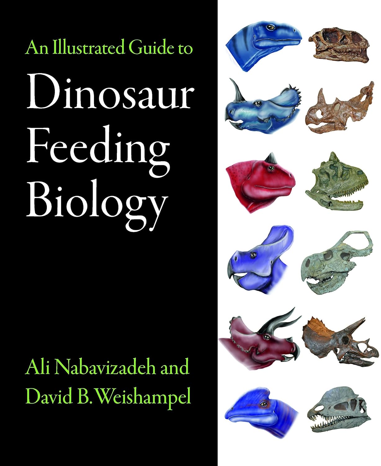 An Illustrated Guide to Dinosaur Feeding Biology