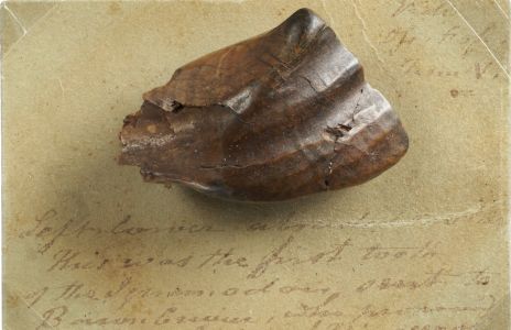The Iguanodon tooth from collection of New Zealand's National Museum (Te Papa)