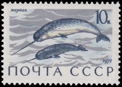 Adult and young narwhal on stamp of USSR 1971 Adult and young narwhal on stamp of USSR 1971