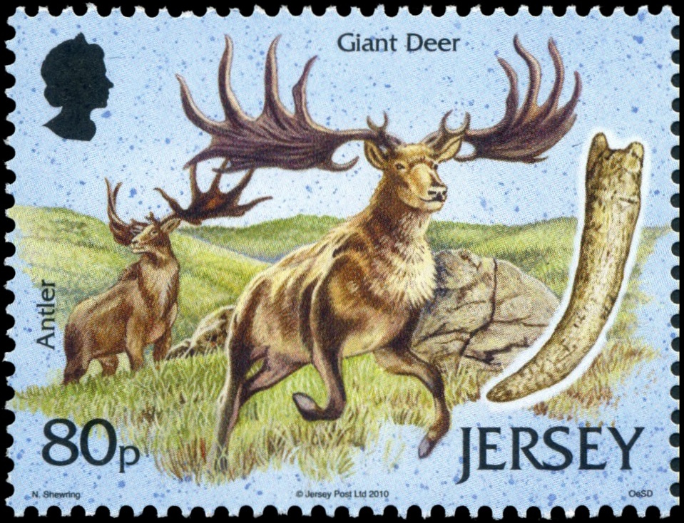 The History of Irish Elk/Giant Deer (Megaloceros giganteus) Discovery