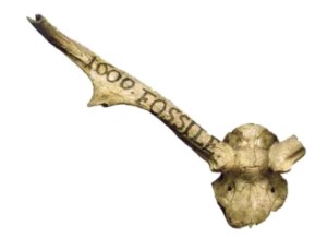 oldest fossil of Megaloceros giganteus that survived till today