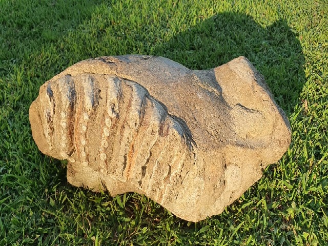 Tooth of Stegodon discovered in Shivalik Range of Saharanpur