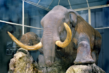 scarecrow of the Berezovsky mammoth in Zoological Museum of the Zoological Institute of the Russian Academy of Sciences