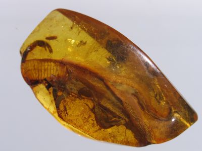 Prehistoric lizard in Amber from collection of Kaliningrad Regional Amber Museum