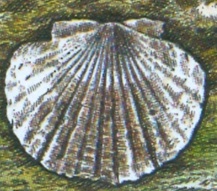 Prehistoric shell Flabelipecten solarium on stamp of Slovakia 2006