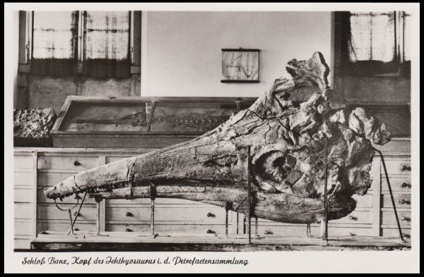 The Banz ichthyosaur skull is on display in the fossil collection of the Banz Monastery (Kloster)