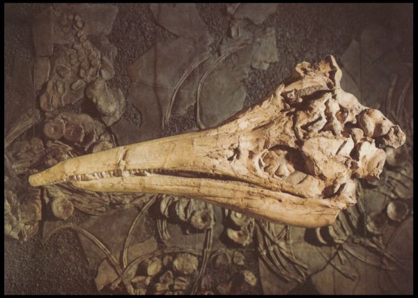 Ichthyosaur fossil of postcard of Castle Banz Museum