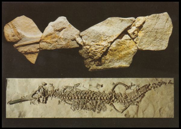 Sea crocodile, Steneosaurus bollensis on postcard of  Castle Banz Museum