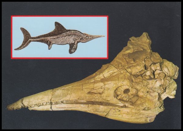 Ichthyosaur fossil of postcard of  Castle Banz Museum