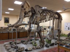 Mammuthus Trogontherii in Geological Museum after H. Karapetyan of Institute of Geological Sciences of 
 the National Academy of Sciences of the Republic of Armenia