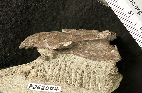 The cervica vertebra of Elaphrosaurine