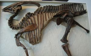 fossil of Parasaurolophus in The Royal Ontario Museum