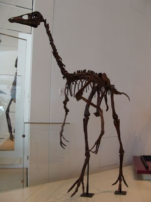 Fossil of Ostric like Ornithomimus edmontonicus dinosaur
