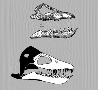 Drawing of Vinialesaurus skull