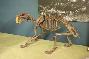 Smilodon fatalis fossil at the National Museum of Natural History, Washington, DC