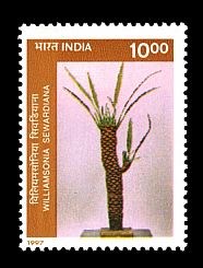 prehistoric plant Birbalsahnia divyadarshanii on stamp of India 1997