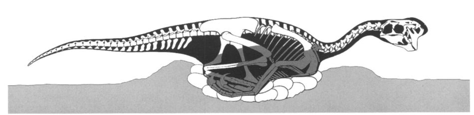 A schematic interpretation of nesting Citipati osmolskae specimen (IGM 100/979)