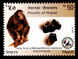 Ramapithecus sivalensis extinct Primate on stampof Nepal 2013