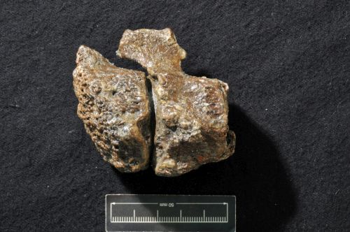 Ankylosauria bone discovered by Joan Wiffen at Mangahouanga Stream