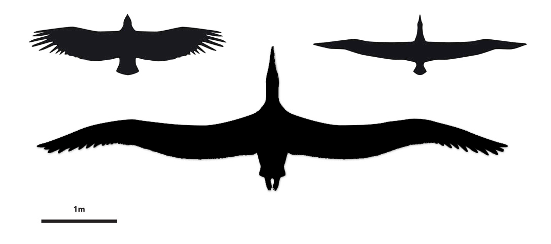 Pelagornis sandersi compare size