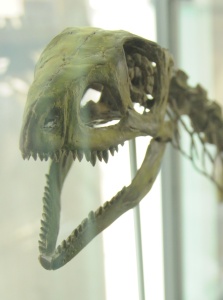 Skull of Silesaurus