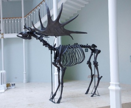 The skeleton of Irish elk from Isle of Man on display in the National Museums Scotland