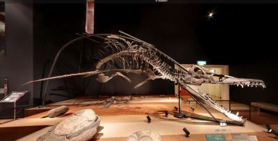 Skeleton of Pliosaurus rossicus in exhibition of Coal and Minerals Museum in Iwaki city, Japan