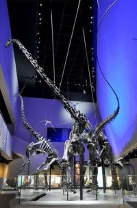 Sauropod dinosaurs at Lee Kong Chain Natural History Museum in Singapore