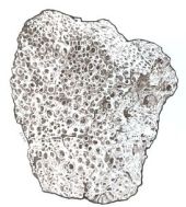 Fossil of coral Solenastrea desmoulinsi on cachet of FDC of Slovakia 2022