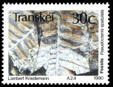 Pseudoctenis spatulafa on stamp Transkei 1990