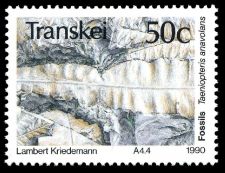 Taeniopteris anavolans on stamp Transkei 1990