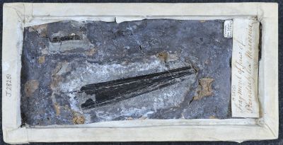 The jaw of a pterosaur Dimorphodon discovered by Mary Anning in Lyme Regis