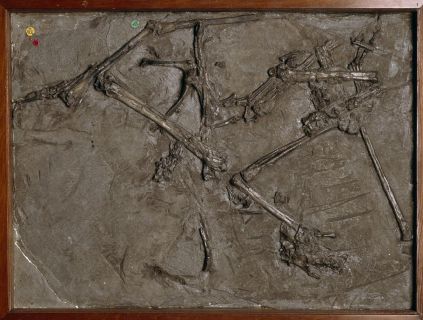 The jaw of a pterosaur Dimorphodon discovered by Mary Anning in Lyme Regis