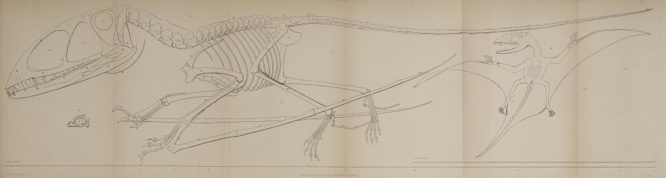 The jaw of a pterosaur Dimorphodon discovered by Mary Anning in Lyme Regis