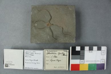 Fossil of Jurassic fish Dapedium politum on stamp of UK 2024