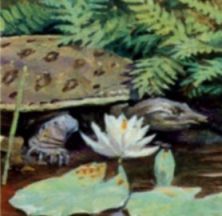 Turtle on stamp of USA 1997