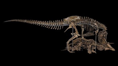 Skeletons of Tyrannosaurus rex and young Triceratops