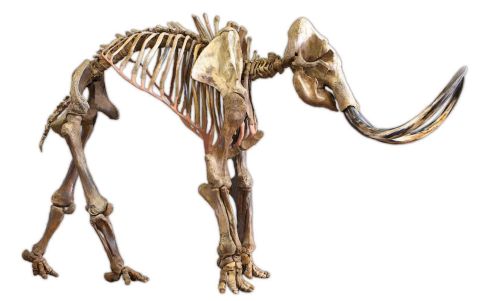 The composite mammoth skeleton  is in display in the Hellevoetsluis Historyland 
			Museum, the Netherlands.