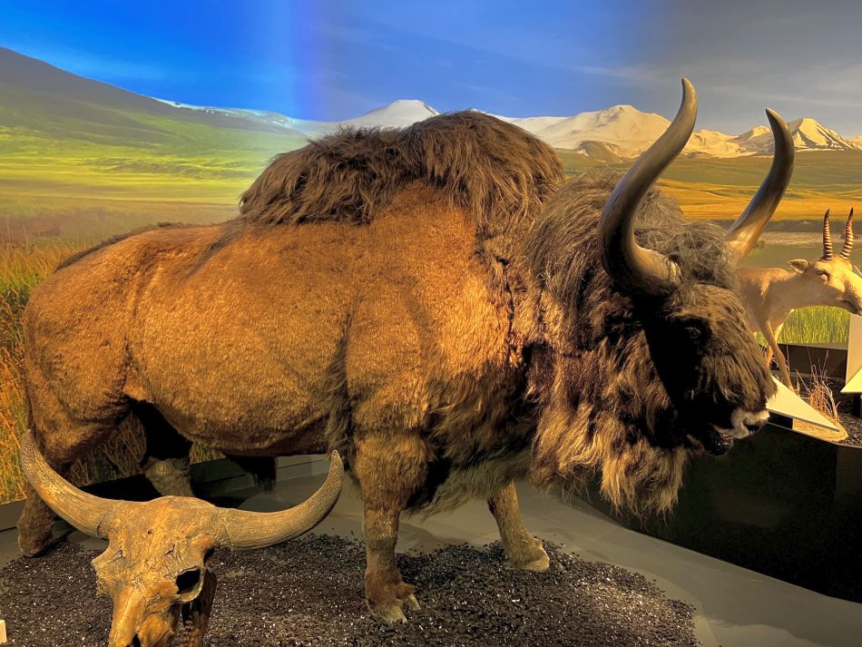 The Aurochs on the travelling Ice Age exhibition - Rosenheim, Germany, 2022