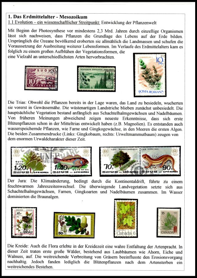 Page06 of Ammoniten exhibit of Mr. Rudolf Hofer