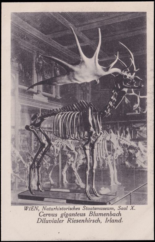 Irish Elk, Megaloceros giganteus, in collection of the Natural History Museum on postcard of Austria 1927