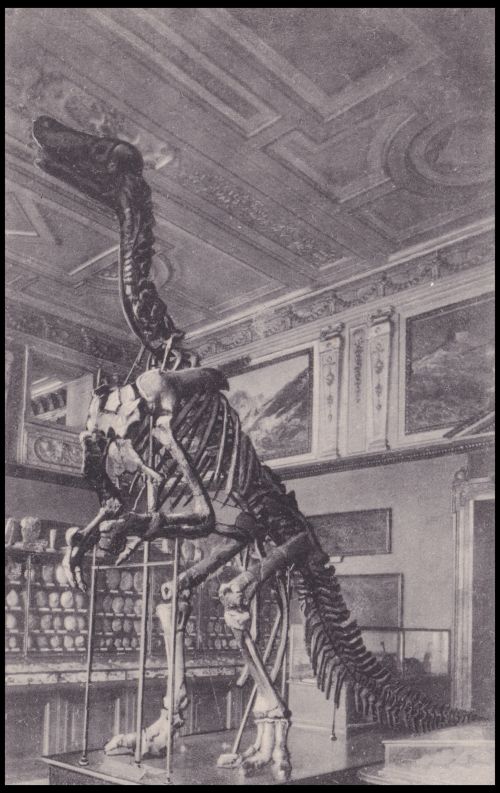 Iguanodon bernissartensis, in collection of the Natural History Museum on postcard of Austria 1927