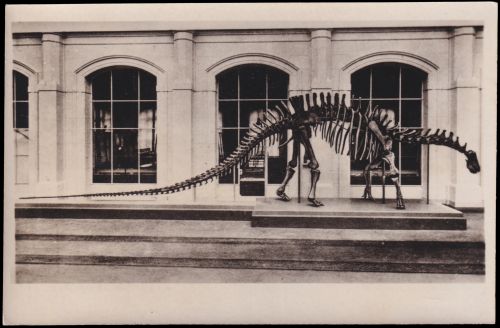 Dicraeosaurus hansemanni on photo-postcard of German Democratic Republic