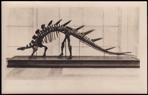 Kentrosaurus aethiopicus on photo-postcard of German Democratic Republic