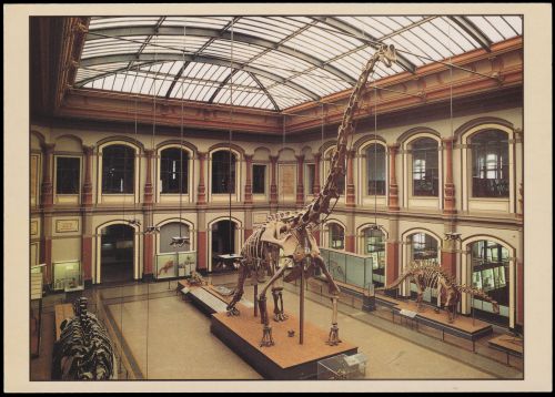 Brachiosaurus brancai on photo-postcard of German Democratic Republic