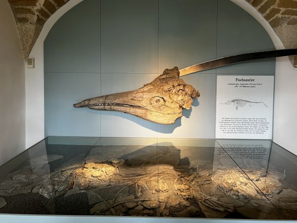 The ichthyosaur skull on display in the fossil collection of the Castle Banz today